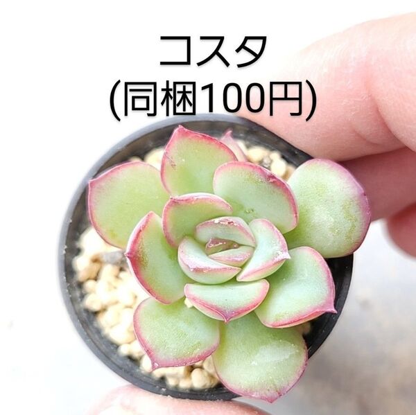 多肉植物 コスタ 同梱100円赤ちゃん根付き苗