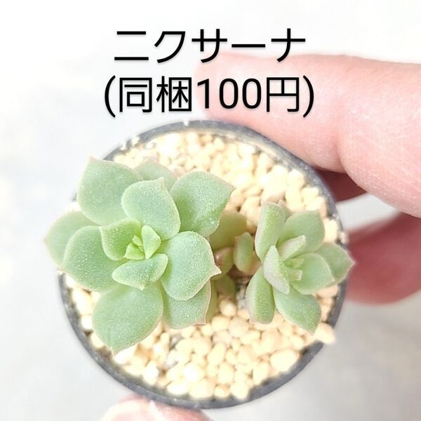 多肉植物 ニクサーナ 同梱100円赤ちゃん根付き苗