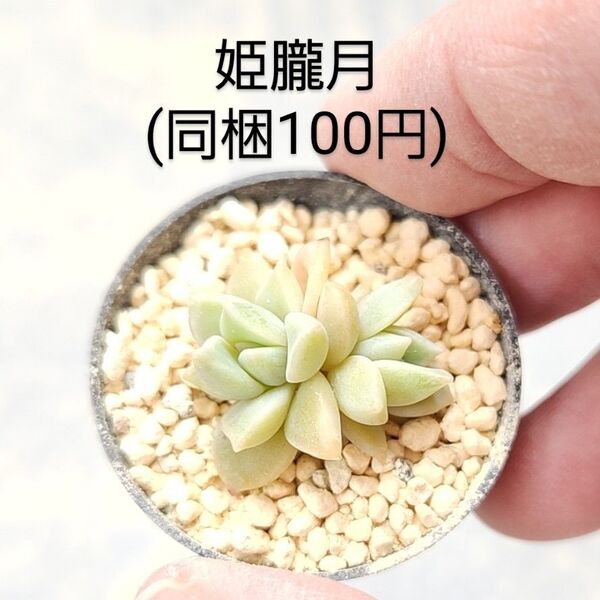 多肉植物 姫朧月 同梱100円赤ちゃん根付き苗