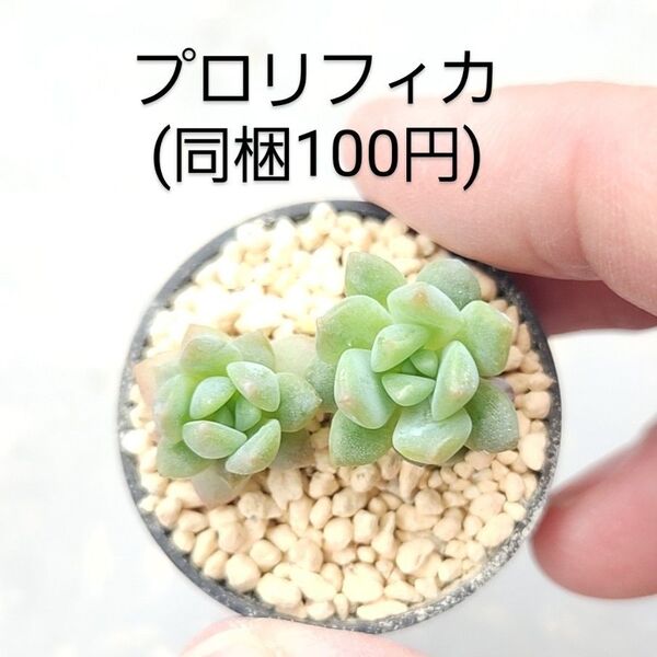 多肉植物 プロリフィカ 同梱100円赤ちゃん根付き苗
