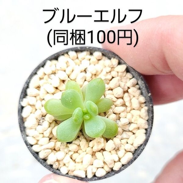 多肉植物 ブルーエルフ 同梱100円赤ちゃん根付き苗
