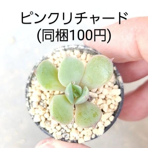 多肉植物 ピンクリチャード 同梱100円赤ちゃん根付き苗