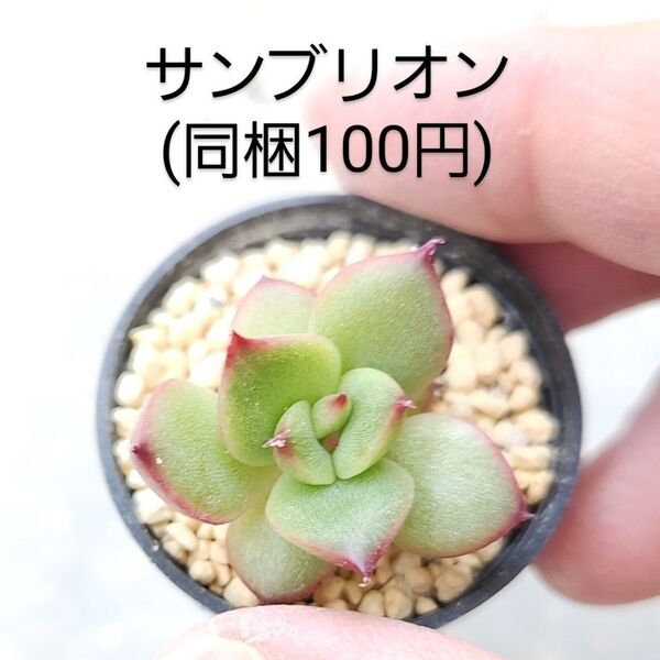 多肉植物 サンブリオン 同梱100円赤ちゃん根付き苗