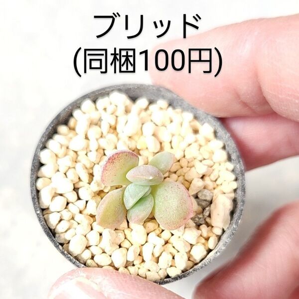 多肉植物 ブリッド 同梱100円赤ちゃん根付き苗