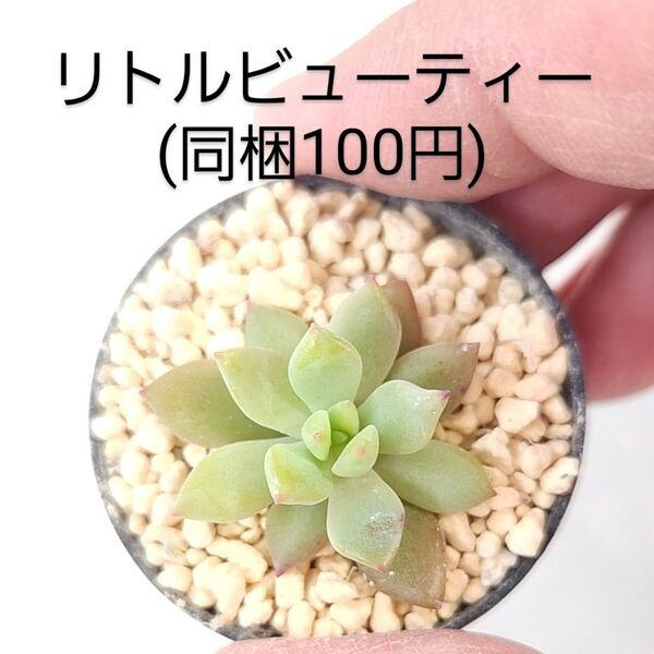 多肉植物 リトルビューティー 同梱100円赤ちゃん根付き苗