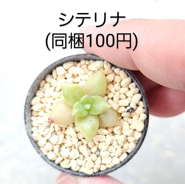 多肉植物 シテリナ 同梱100円赤ちゃん根付き苗