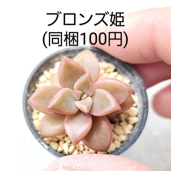 多肉植物 ブロンズ姫 同梱100円赤ちゃん根付き苗