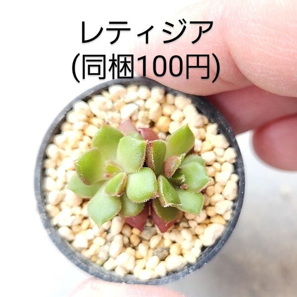 多肉植物 レティジア 同梱100円赤ちゃん根付き苗