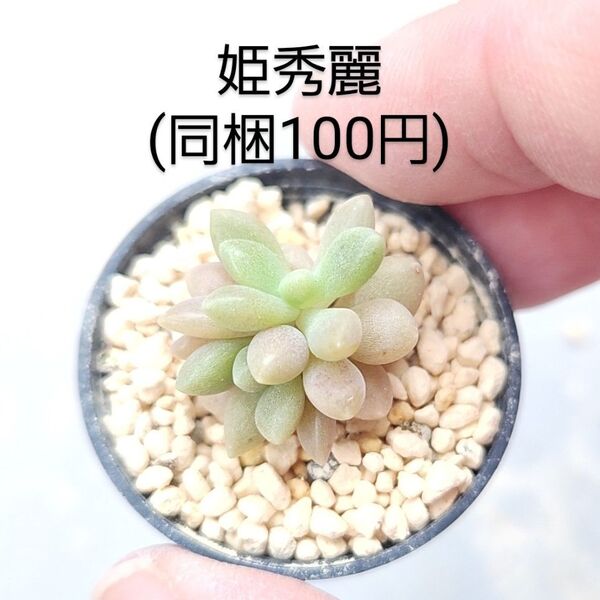 多肉植物 姫秀麗 同梱100円赤ちゃん根付き苗