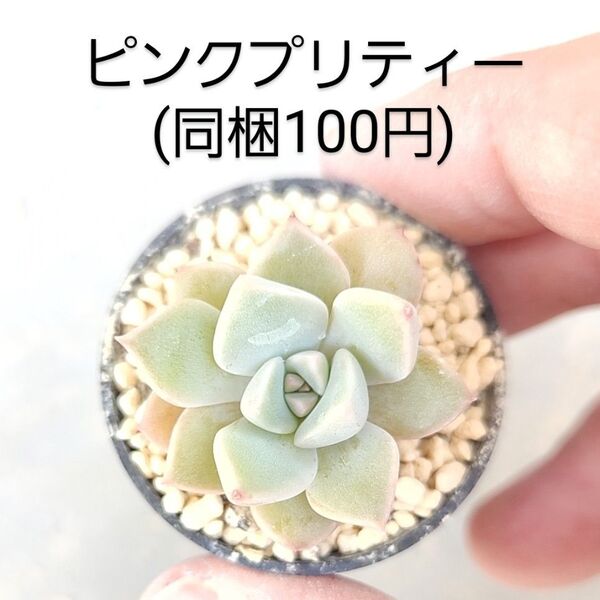多肉植物 ピンクプリティー 同梱100円赤ちゃん根付き苗