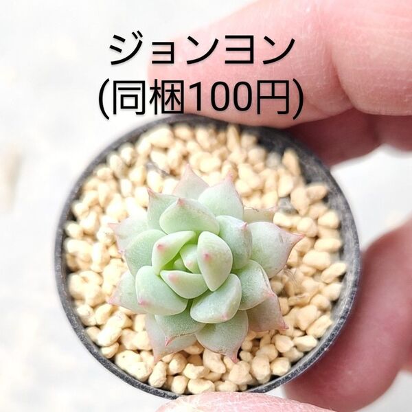 多肉植物 ジョンヨン 同梱100円赤ちゃん根付き苗