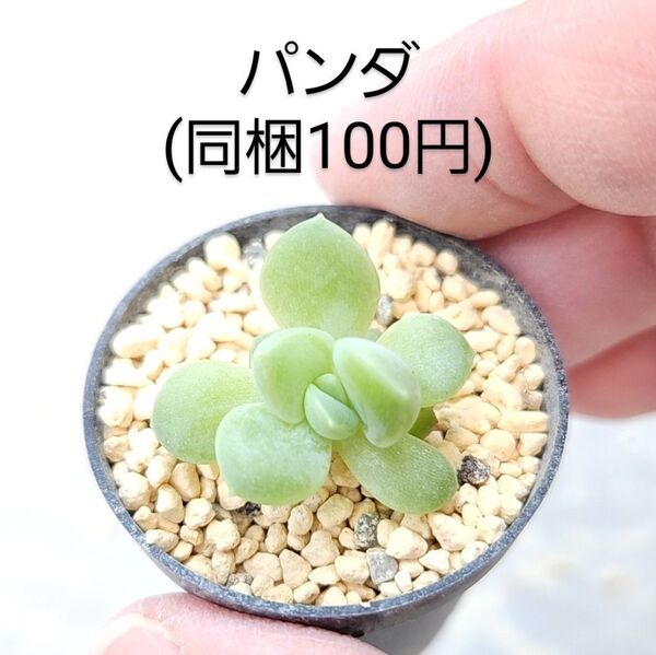 多肉植物 パンダ 同梱100円赤ちゃん根付き苗