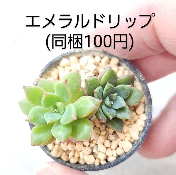 多肉植物 エメラルドリップ 同梱100円赤ちゃん根付き苗