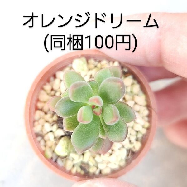 多肉植物 オレンジドリーム 同梱100円赤ちゃん根付き苗