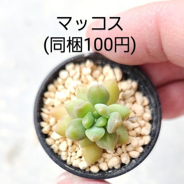 多肉植物 マッコス 同梱100円赤ちゃん根付き苗