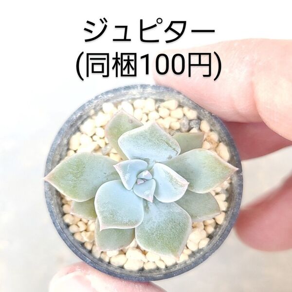 多肉植物 ジュピター 同梱100円赤ちゃん根付き苗