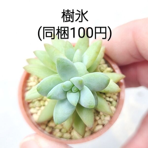 多肉植物 樹氷 同梱100円赤ちゃん根付き苗