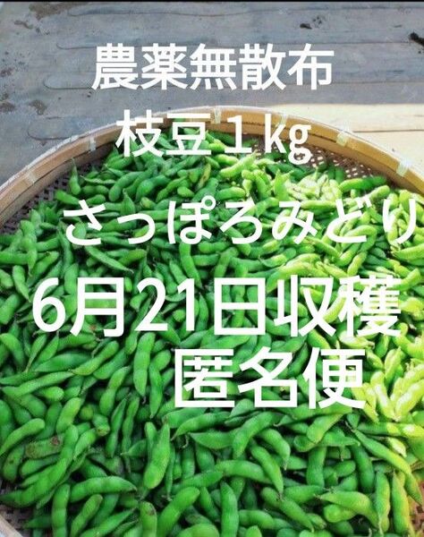 【農薬無散布】枝豆1㎏さっぽろみどり6月21日収穫 匿名便