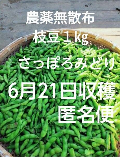 【農薬無散布】枝豆1㎏さっぽろみどり 6月21日収穫 匿名便