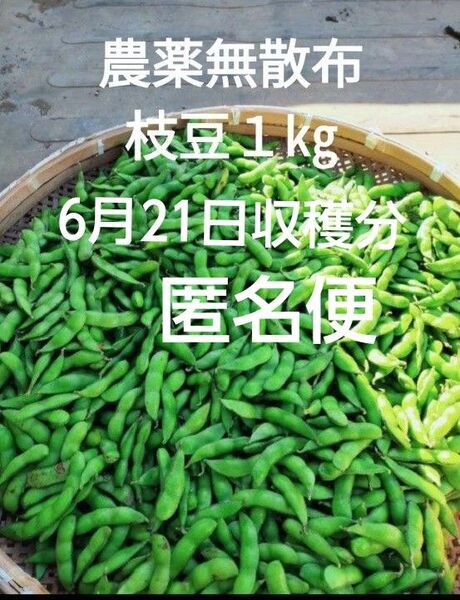農薬無散布 枝豆 1kg さっぽろみどり 6月21日収穫分 匿名便