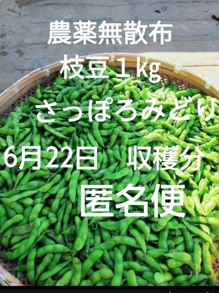 【農薬無散布】枝豆1㎏ さっぽろみどり 6月22日収穫分 匿名便