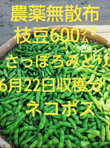 【農薬無散布】枝豆600㌘ さっぽろみどり 6月22日収穫分 ネコポス