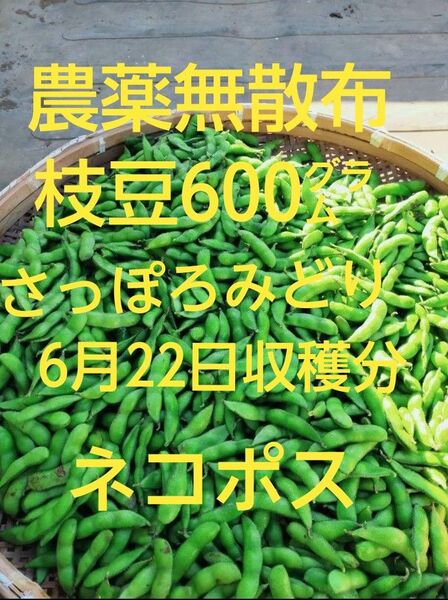 【農薬無散布】枝豆600㌘ さっぽろみどり 6月22日収穫分 ネコポス