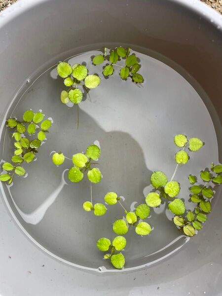 アマゾンフロッグピット オオサンショウモ 5株 セット 水草入門 ビオトープ 無農薬