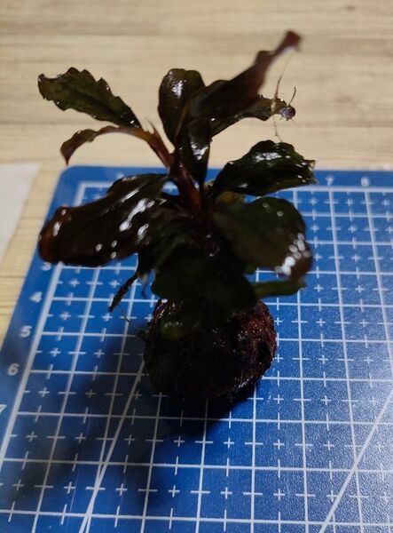 ブセファランドラ sp水中葉 ③