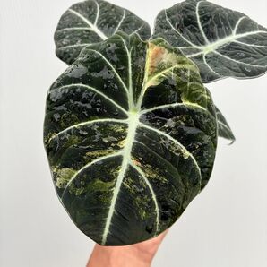 アロカシア ブラックベルベット 斑入り
