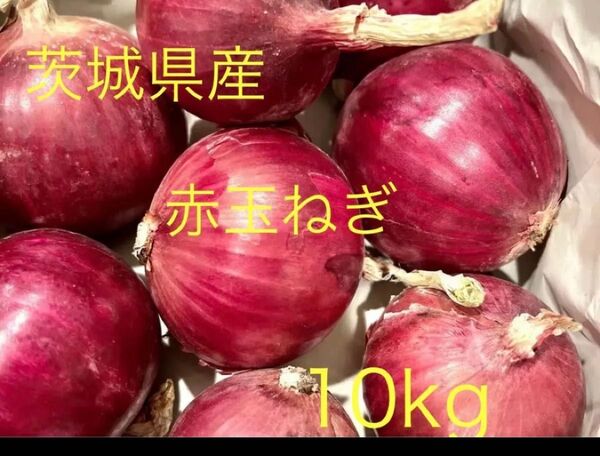 茨城県産 赤玉ねぎ 紫玉ねぎ 10kg