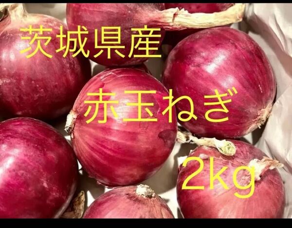 茨城県産 赤玉ねぎ 紫玉ねぎ 2kg