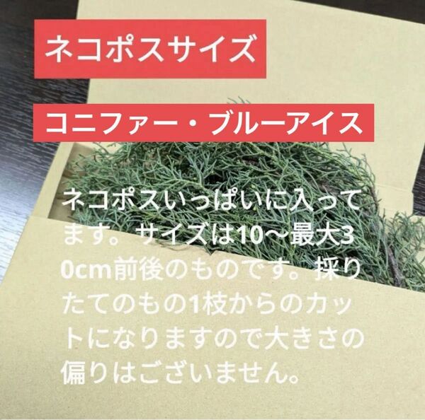 新鮮【コニファー・ブルーアイス】ネコポスサイズ 無農薬リーススワッグドライ切り花