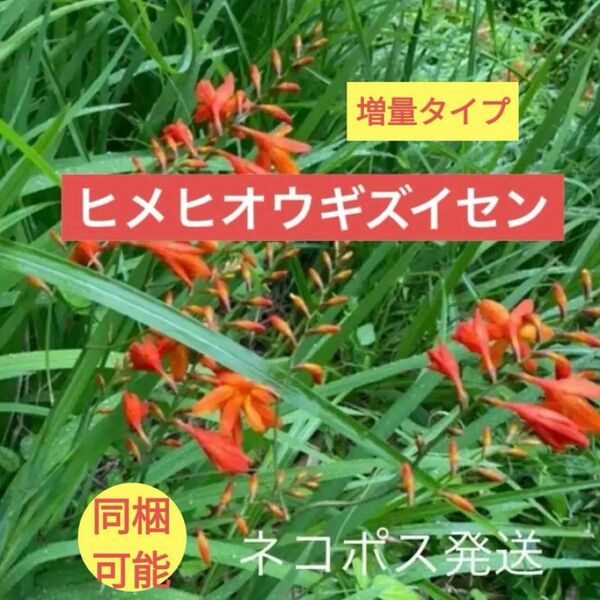 【ヒメヒオウギズイセン】抜き苗セット 自家栽培多年草宿根草日本庭園夏の花