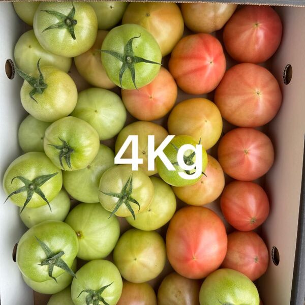 熊本産トマト 4Kg