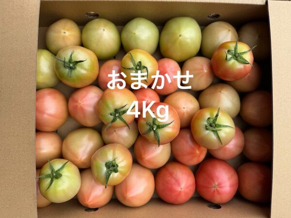 熊本産トマト 4Kg