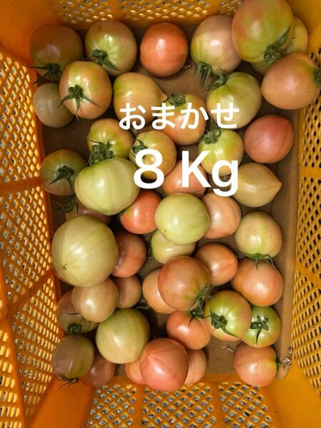 熊本産トマト8Kg