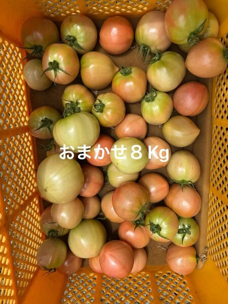熊本産トマト8Kg