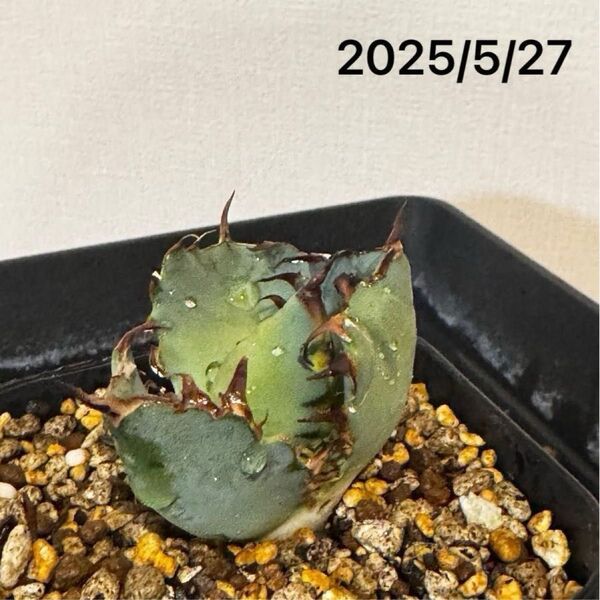 【N Plants産】Agave titanota cancer OC株/ アガベ チタノタ 多肉植物 強棘 ボールタイプ