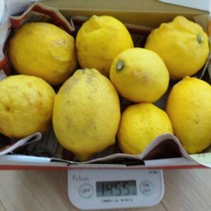 無農薬 レモン 広島県産 家庭用 訳あり 規格外 国産レモン