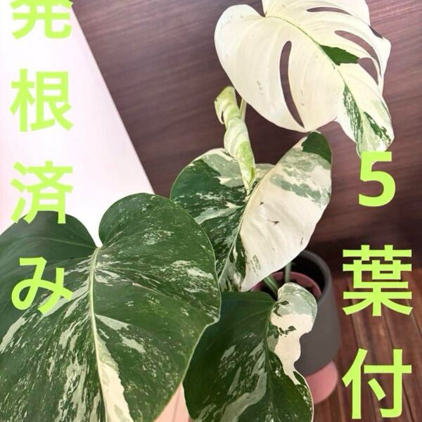 極上大葉5葉付き美株 モンステラ 発根済み ボルシギアナ ホワイトタイガー 斑入り 極斑入り ハーフムーン 最上級斑入り