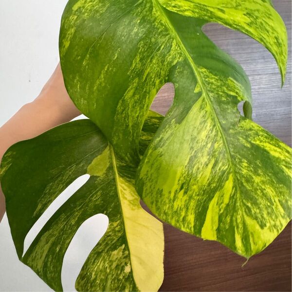 大葉!モンステラ 斑入り デリシオーサ イエローマリリン トップカット 2葉付き Monstera Variegata 極斑入り