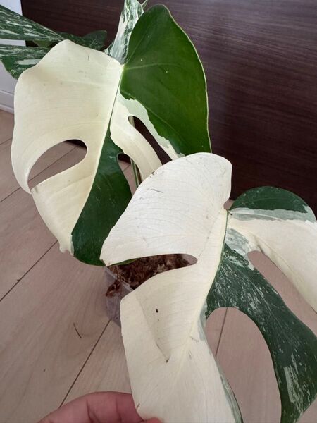 モンステラ 斑入り Monstera ホワイトタイガー 発根済み ボルシギアナ デリシオーサ 極斑入り ハーフムーン