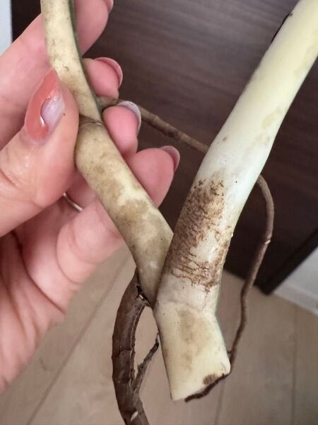 斑入りモンステラ 極上茎2芽付き美茎 葉っぱ付き 発根済み 斑入りモンステラ ホワイトタイガー ボルシギアナ アルボ ハーフムーン