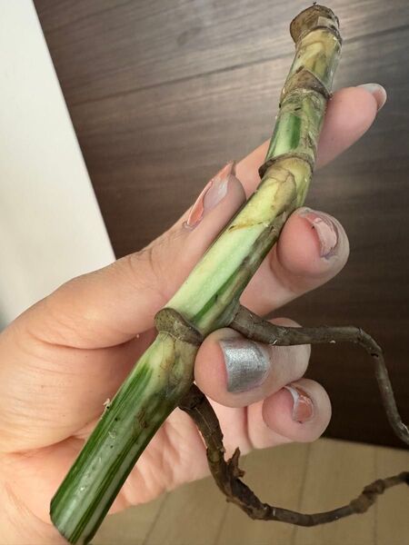 【発根済み】極上親株の茎 3-4芽付き 斑入りモンステラ ホワイトタイガー