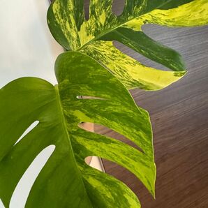 大葉!モンステラ 斑入り デリシオーサ イエローマリリン トップカット 2葉付き Monstera Variegata