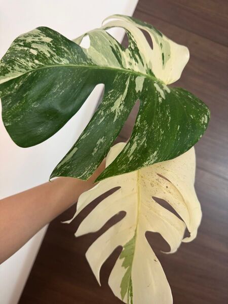 大葉! モンステラ ボルシギアナ 斑入り ホワイトタイガー デリシオーサ deliciosa 発根済み Monstera