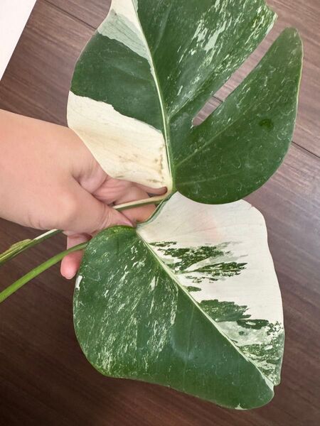 お得な2葉付き美株SET モンステラ ボルシギアナ 斑入り Monstera デリシオーサ ホワイトタイガー 発根済みハーフムーン