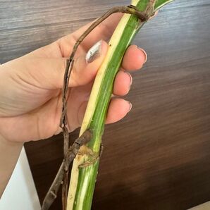 極太茎!大株斑入りモンステラ ホワイトタイガー ハーフムーン 新芽2芽付き!最高級 茎