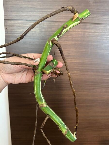 【発根済み】超特大株 最高級極太茎 新芽6芽付き 斑入りモンステラ ハーフムーン 観葉植物 2苗